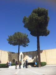 Pinus brutia eldarica