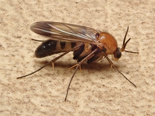 Neoclastobasis