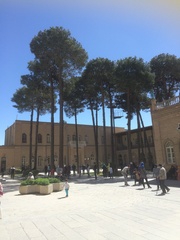 Pinus brutia eldarica