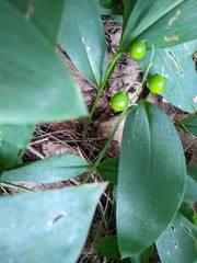 Convallaria majalis