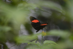 Heliconius erato adana