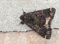 Catephia alchymista
