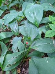 Convallaria majalis