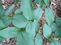 Convallaria majalis