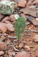 Eriospermum paradoxum