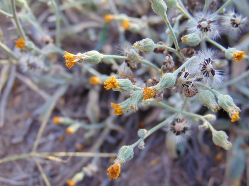 Dimak (Crepis)