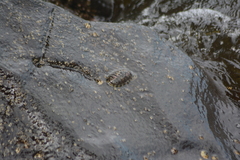 Chiton marmoratus