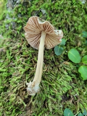 Entoloma cuspidiferum