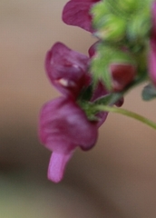 Diascia parviflora