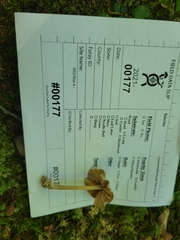 Entoloma cuspidiferum