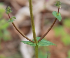 Diascia parviflora