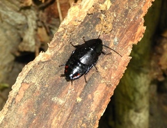 Nyctibora tetrasticta