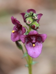 Diascia parviflora