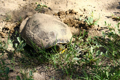 Trachemys hartwegi