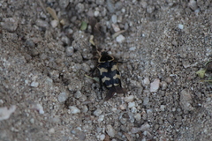 Euphoria fascifera
