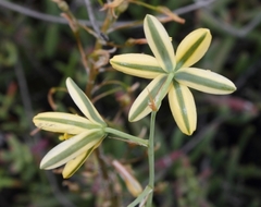 Albuca suaveolens
