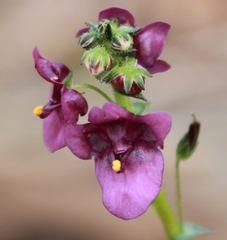 Diascia parviflora