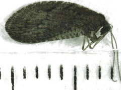 Wesmaelius subnebulosus