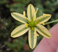 Albuca suaveolens