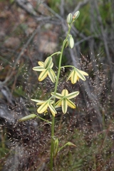 Albuca suaveolens