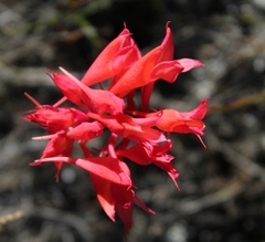 Disa ferruginea