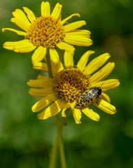 Acmaeodera princeps