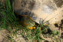 Trachemys hartwegi