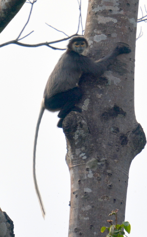 Black-shanked Douc Langur