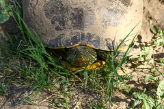 Trachemys hartwegi