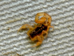 Centruroides baldazoi