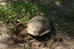 Trachemys hartwegi
