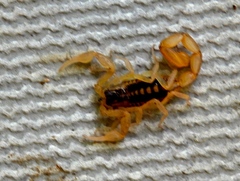 Centruroides baldazoi