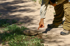Trachemys hartwegi