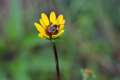 Melissodes confusus