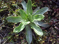 Celmisia densiflora
