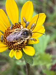 Melissodes confusus