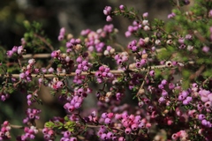 Erica hirtiflora hirtiflora