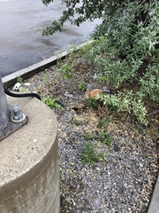 Oryctolagus cuniculus