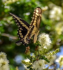 Heraclides ornythion