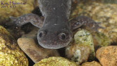 Hynobius quelpaertensis