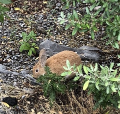 Oryctolagus cuniculus