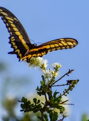 Heraclides ornythion