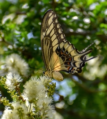 Heraclides ornythion