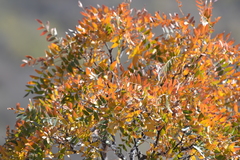 Schinopsis lorentzii