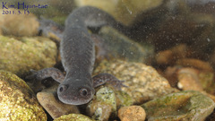 Hynobius quelpaertensis