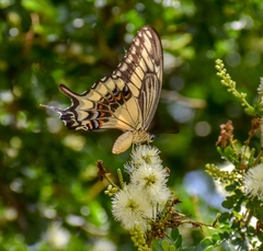 Heraclides ornythion