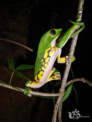 Phyllomedusa burmeisteri