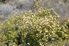 Hyaloseris salicifolia