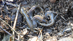 Hynobius quelpaertensis