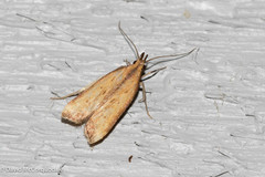 Dichomeris heriguronis
